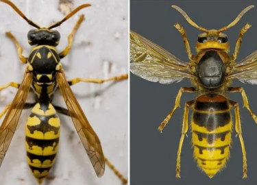 В этой статье мы подробно рассмотрим методы борьбы с этими насекомыми, а также предложим полезные советы по предотвращению их появления в Вашем сад...