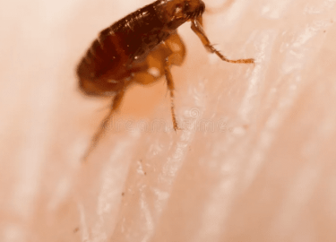 В данной статье мы рассмотрим проблему появления блох в квартирах Москвы и предложим эффективные методы дезинфекции. Вы узнаете, как предотвратить ...