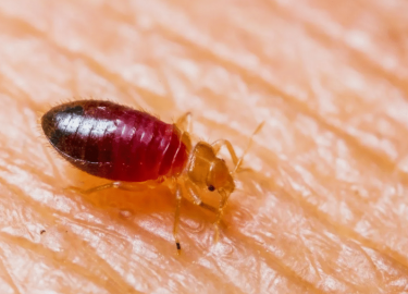 Статья посвящена проблеме клопов постельных в Москве, методам их уничтожения и ценам на услуги. Рассматриваются причины появления клопов, эффективн...