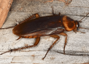 В данной статье мы рассмотрим проблему тараканов в квартирах Москвы, поделимся отзывами о различных методах уничтожения и предложим эффективные реш...