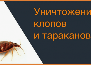 В данной статье мы подробно рассмотрим, чем опасны укусы клопов, их последствия для здоровья человека, а также предложим эффективные методы профила...
