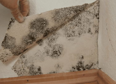 В данной статье мы рассмотрим проблему плесени в офисах Красноярска, предложим пошаговую инструкцию по ее удалению и дадим полезные советы по предо...