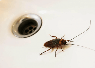 В данной статье мы рассмотрим проблему истребления тараканов в Москве, предложим эффективные методы борьбы с ними и расскажем о наших услугах. Вы у...