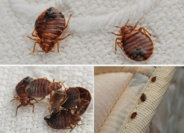 Статья посвящена организации уничтожения клопов в Москве. Рассматриваются причины появления клопов, предлагаются эффективные решения и услуги профе...