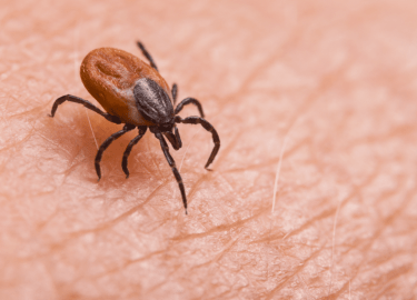 В данной статье мы рассмотрим проблему клещей в Москве, их влияние на здоровье человека и домашних животных, а также эффективные методы дезинсекции...