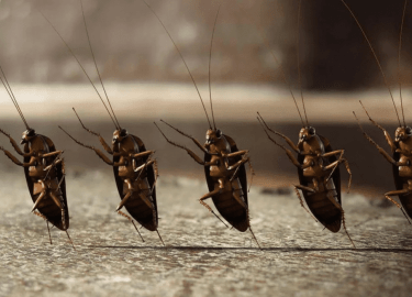 В данной статье мы рассмотрим эффективные методы борьбы с тараканами в домах Москвы. Вы узнаете о причинах появления этих насекомых, а также о пров...