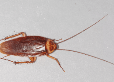 В данной статье мы рассмотрим проблему появления тараканов в отелях Санкт-Петербурга и предложим эффективные решения для их уничтожения. Вы узнаете...