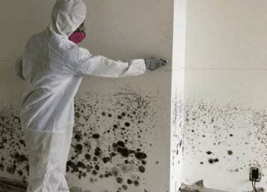 В этой статье мы рассмотрим, как эффективно обработать плесень, чтобы вернуть Вашему дому здоровье и комфорт. Мы предоставим пошаговую инструкцию, ...