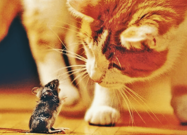 В данной статье мы расскажем о том, как избавиться от трупного запаха мышей в доме. Вы узнаете о причинах появления неприятного запаха, эффективных...