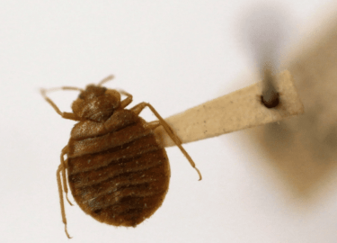 В данной статье мы рассмотрим, как избавиться от клопов в Красноярске, предоставим полезные советы и рекомендации, а также расскажем о профессионал...