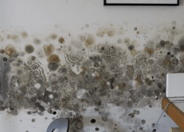 В данной статье мы подробно рассмотрим, как избавиться от плесени в Вашем доме. Вы узнаете о причинах появления плесени, эффективных методах борьбы...