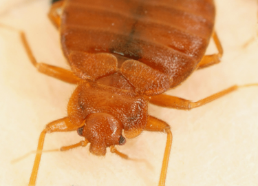 В данной статье мы подробно рассмотрим, как избавиться от клопов навсегда в Москве. Вы узнаете о причинах появления этих вредителей, эффективных ме...