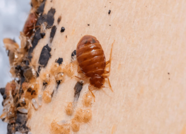 В данной статье мы подробно рассмотрим проблему клопов в Москве, способы их уничтожения и преимущества обращения в профессиональную службу. Вы узна...