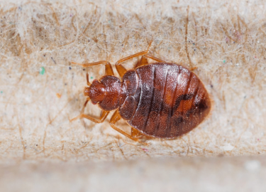 В данной статье мы рассмотрим проблему клопов в отелях Санкт-Петербурга и предложим эффективные решения для их уничтожения. Вы узнаете о методах де...
