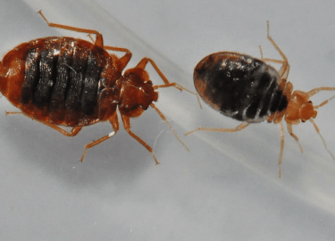 В данной статье мы рассмотрим проблему клопов, их влияние на комфорт в Вашем доме и эффективные методы их уничтожения. Вы узнаете, как выбрать подх...