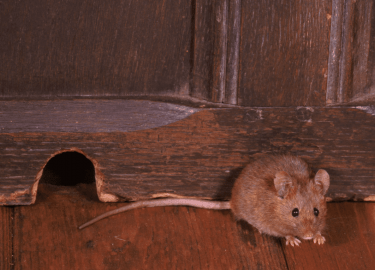 В данной статье мы рассмотрим проблему уничтожения мышей в отелях Санкт-Петербурга, предложим эффективные решения и расскажем о наших услугах. Вы у...