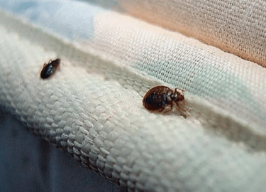 В данной статье мы рассмотрим проблему клопов в Москве и предложим эффективные решения для их уничтожения. Вы узнаете, как выбрать лучшую компанию ...