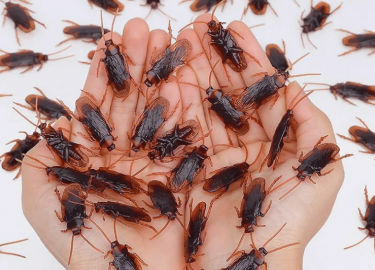 В этой статье мы рассмотрим проверенные методы и советы по избавлению от тараканов в квартире. Вы узнаете о различных средствах, как химических, та...