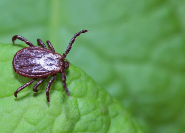 В данной статье мы рассмотрим проблему клещей в Москве и предложим эффективные методы дезинфекции. Вы узнаете, как защитить себя и своих близких от...