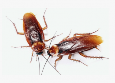 В данной статье мы рассмотрим эффективные методы борьбы с тараканами в ресторане, а также дадим рекомендации по выбору средств и профилактическим м...