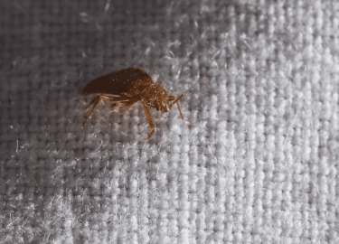 В данной статье мы рассмотрим эффективные методы борьбы с клопами в Колпино. Вы узнаете о причинах появления этих насекомых, а также о проверенных ...