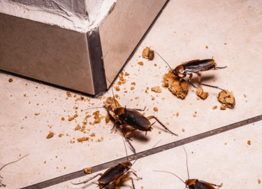 В этой статье мы рассмотрим 20 эффективных способов, которые помогут вам избавиться от тараканов в квартире, обеспечив чистоту и безопасность вашег...