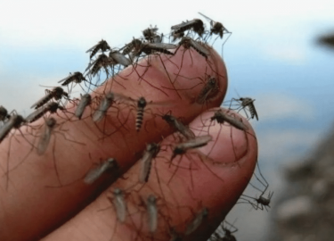 В данной статье мы рассмотрим эффективные средства от комаров, которые помогут Вам защитить себя и своих близких от укусов. Мы обсудим как химическ...