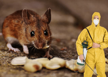 В данной статье мы рассмотрим важность дератизации в Санкт-Петербурге, лучшие практики и советы экспертов по защите Вашего дома от грызунов. Узнайт...