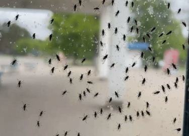 В данной статье мы рассмотрим проблему мошек в Москве и предложим эффективные решения для их устранения. Вы узнаете о методах борьбы с мошками, усл...