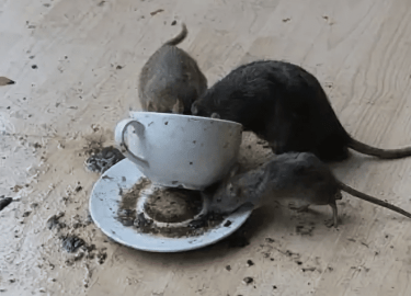 В этой статье мы рассмотрим, как избавиться от трупного запаха крысы, который может возникнуть в Вашем доме. Мы предложим эффективные методы и сове...