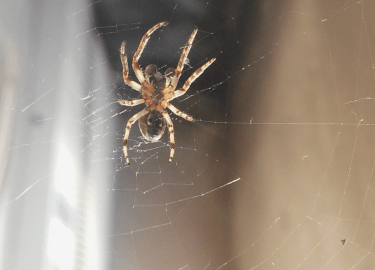 В данной статье мы рассмотрим эффективные методы профилактики появления пауков в Вашем доме. Вы узнаете о причинах их появления, а также о простых ...