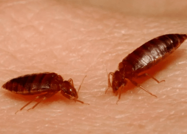 Статья подробно описывает проблему клопов в Москве, их причины появления и эффективные методы борьбы с ними, включая советы по заказу услуг професс...