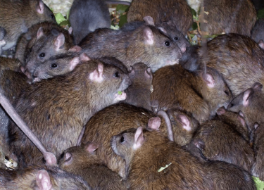 В данной статье мы рассмотрим распространенные мифы и факты об уничтожении крыс в Красноярске. Вы узнаете, как правильно бороться с грызунами, каки...