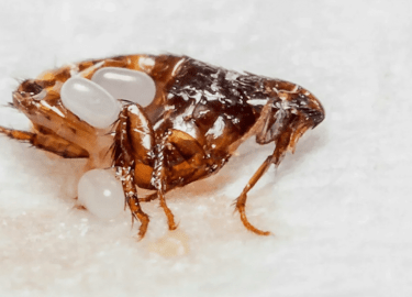 В данной статье мы рассмотрим проблему появления блох в квартирах Москвы, расскажем о возможных последствиях и предложим эффективные решения для их...