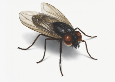 В данной статье мы рассмотрим проблему мух в помещениях, их влияние на здоровье и комфорт, а также предложим эффективные методы борьбы с ними. Вы у...