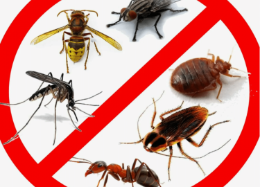 В данной статье мы рассмотрим эффективные методы борьбы с насекомыми в Санкт-Петербурге. Вы узнаете о лучших практиках дезинсекции, а также получит...