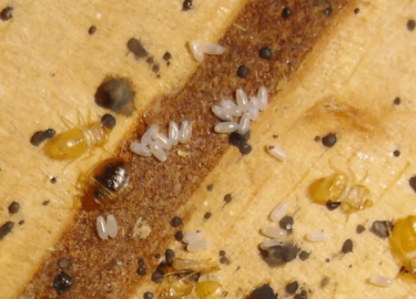 В данной статье мы рассмотрим, как избавиться от клопов в квартире в Москве. Вы узнаете о причинах появления клопов, эффективных методах борьбы с н...