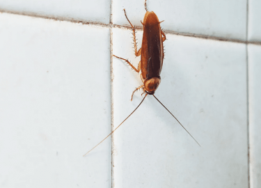 В данной статье мы рассмотрим эффективные методы борьбы с тараканами, которые помогут Вам избавиться от этих нежелательных гостей навсегда. Мы обсу...