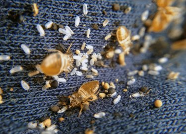 В статье рассматриваются проблемы, связанные с клопами, способы их уничтожения, рекомендации по выбору службы и подготовке к обработке. Вы получите...