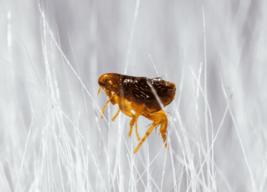 В данной статье мы рассмотрим проблему блох в квартире, их влияние на здоровье и комфорт, а также эффективные методы их уничтожения. Вы узнаете, ка...
