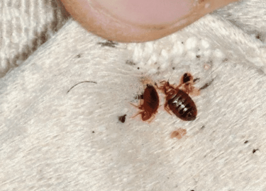 В данной статье мы рассмотрим эффективные методы предотвращения появления клопов в новом жилье в Перми. Вы узнаете о причинах их появления, а также...