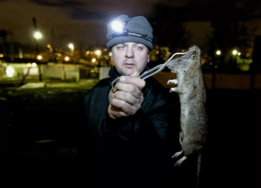 В данной статье мы рассмотрим услуги по уничтожению грызунов в Москве и Московской области, их важность для сохранения здоровья и безопасности Ваше...