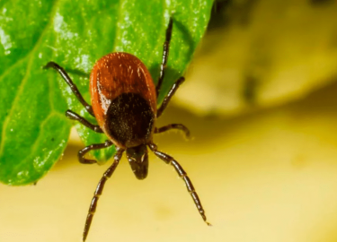 В 2025 году защитите себя от клещей в Москве и Подмосковье! Узнайте о сезонах активности клещей, необходимых мерах предосторожности, способах обраб...