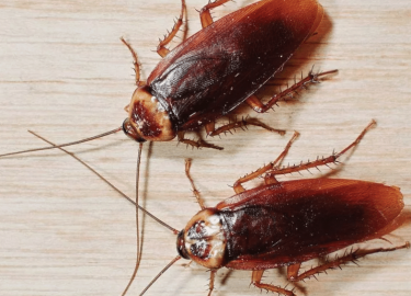 В данной статье мы расскажем о проблемах, связанных с клопами и тараканами в Москве, а также о современных методах их уничтожения. Вы узнаете, как ...