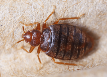 В данной статье мы подробно рассмотрим, как эффективно справиться с этой проблемой, используя различные методы и средства. Мы также обсудим, как пр...