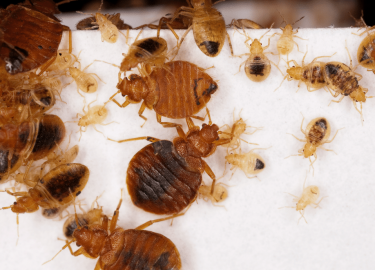 В этой статье мы рассмотрим основные проблемы, связанные с клопами на Садовой, а также предложим решения для их уничтожения.
