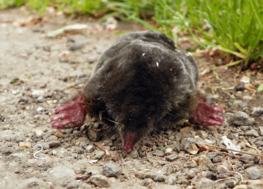В данной статье мы рассмотрим проблему появления кротов на участках в Санкт-Петербурге и предложим эффективные решения для их устранения. Вы узнает...