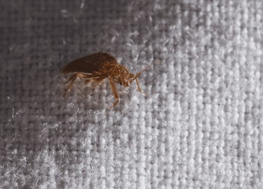 В данной статье мы рассмотрим проблему клопов на Лиговском проспекте, их влияние на комфорт проживания и эффективные методы борьбы с ними. Вы узнае...