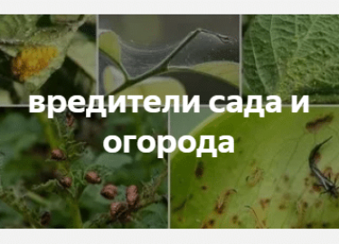 В данной статье мы рассмотрим основные виды вредителей, которые могут угрожать Вашему саду и огороду. Вы узнаете о признаках их появления, а также ...
