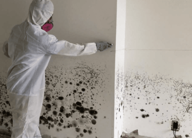 В данной статье мы расскажем о том, как обработать помещение от плесени, какие методы существуют, и как можно сэкономить с помощью нашей скидки 20%...